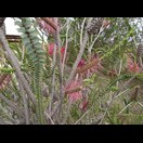 Melaleuca coccinea